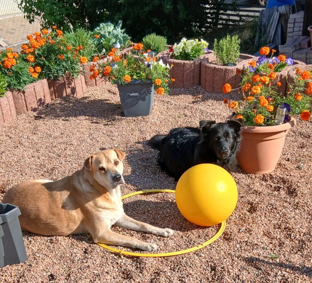 MEINE HUNDE