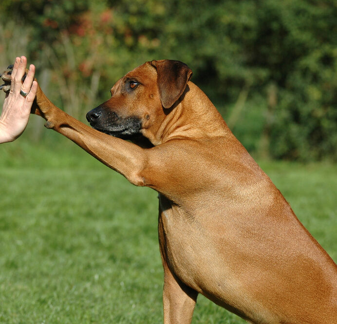 Hunde erziehen Cover